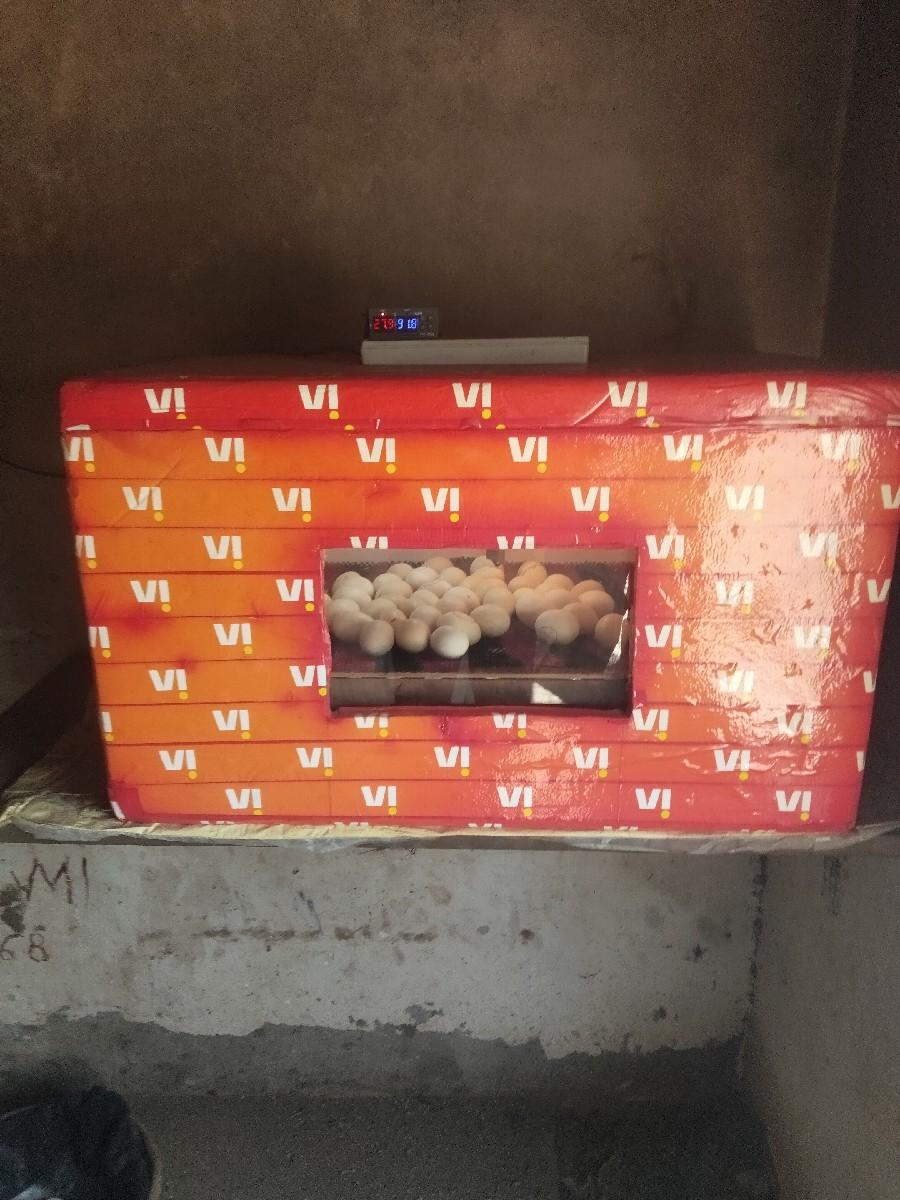 થંબનેલ 2