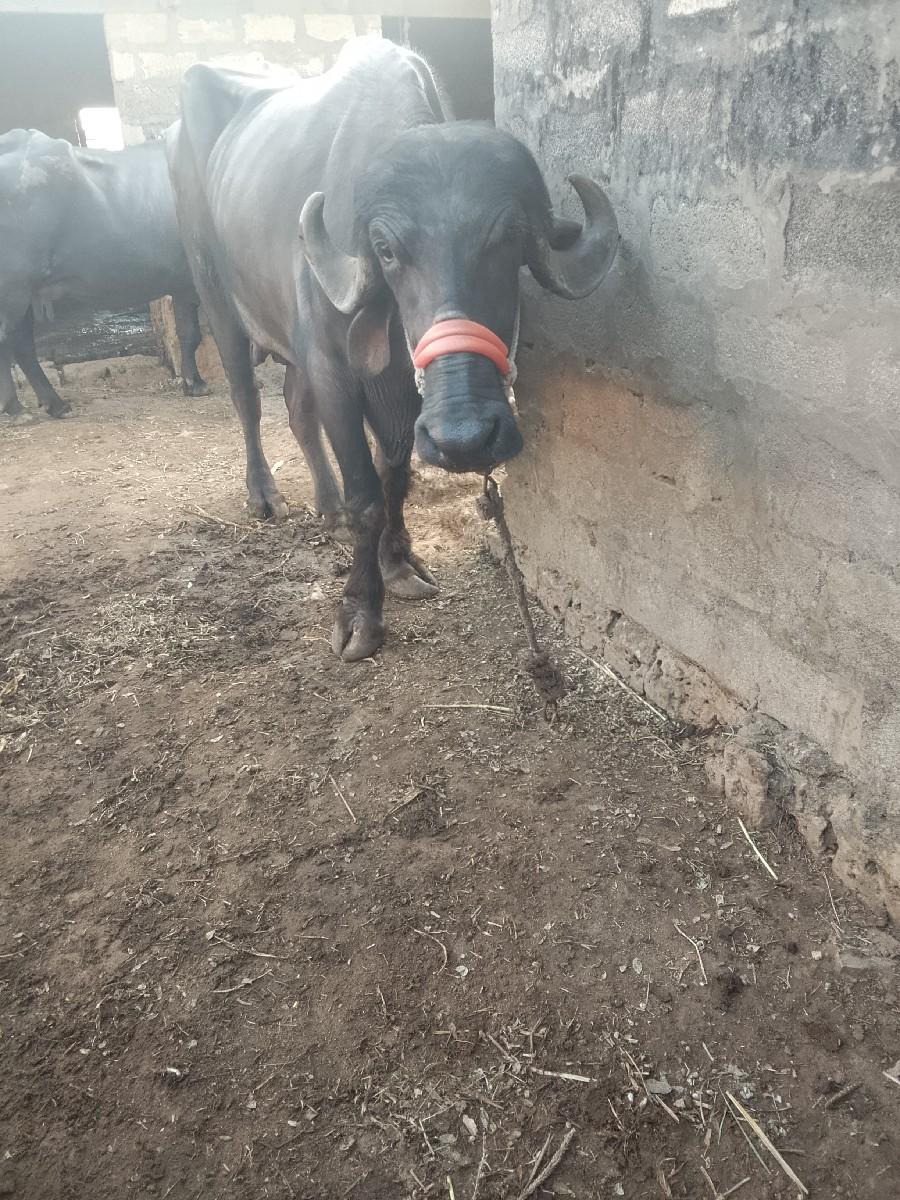 થંબનેલ 2