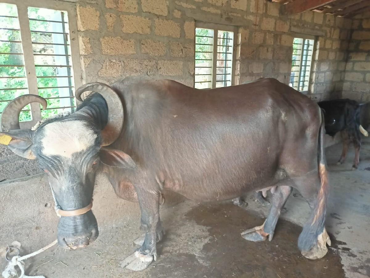 ભેંસ વેચવાની છે