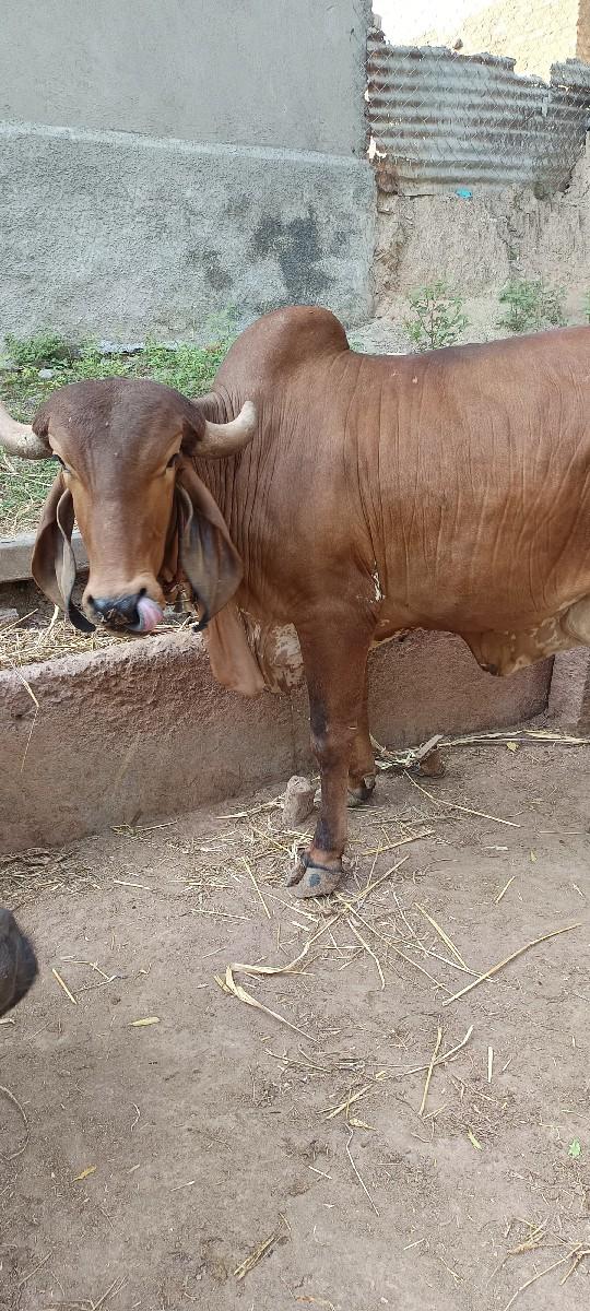 થંબનેલ 3