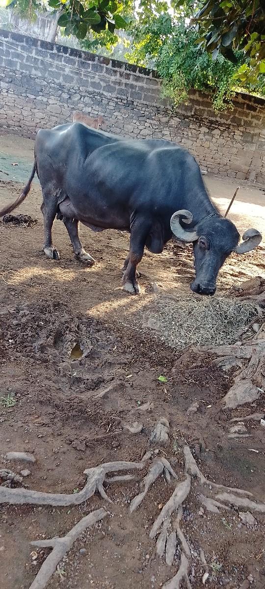 10 કાસીછે