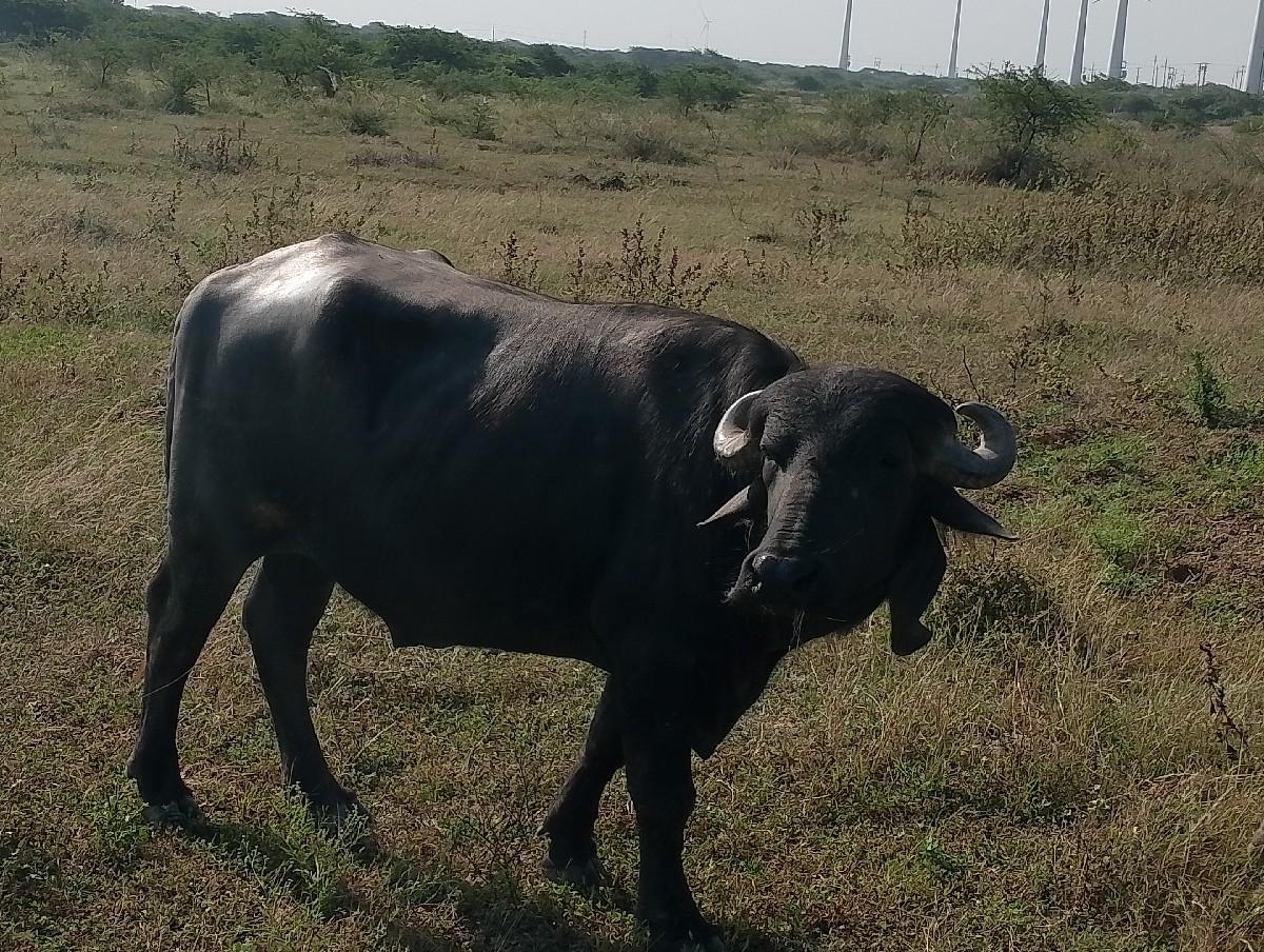 પાડો વેચવાનો છે