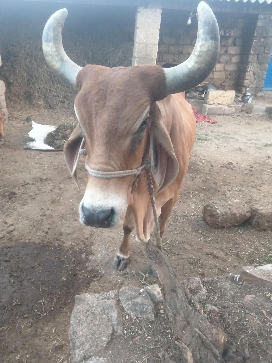 20 25 દિવસ કાચી