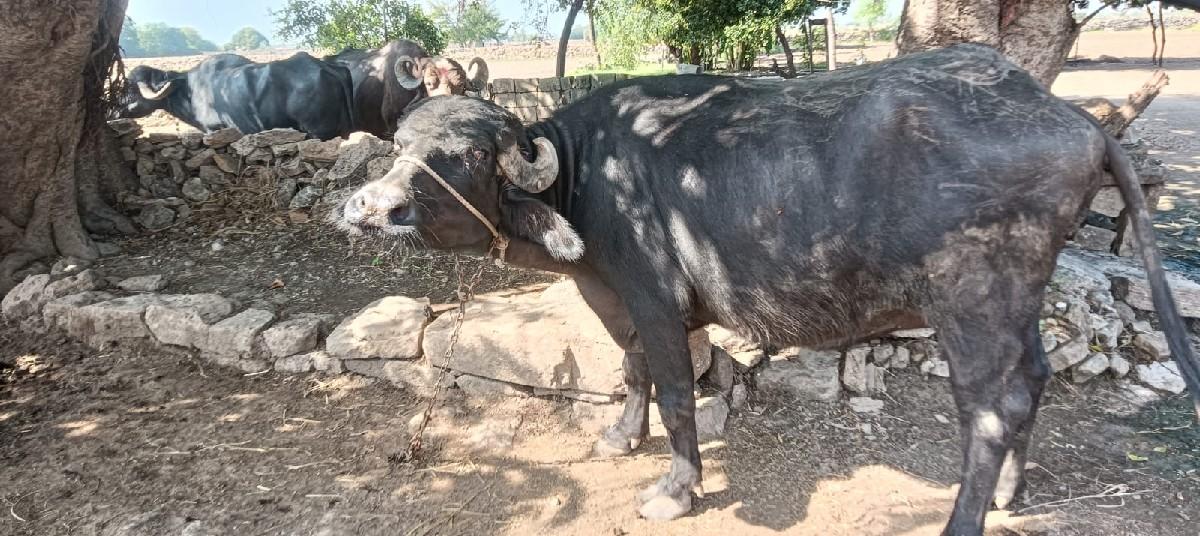 થંબનેલ 3