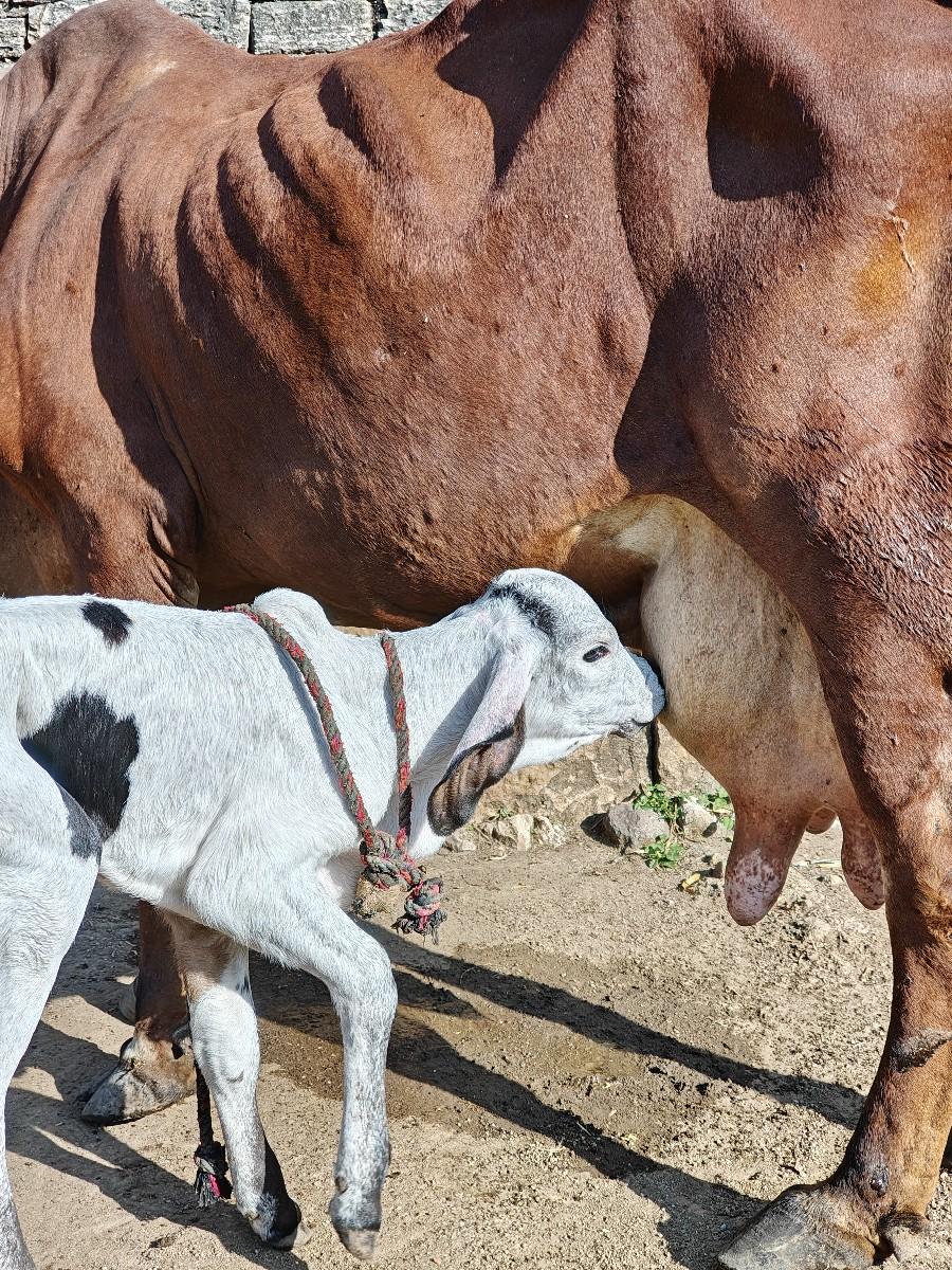 ગાય વેચવાની છે