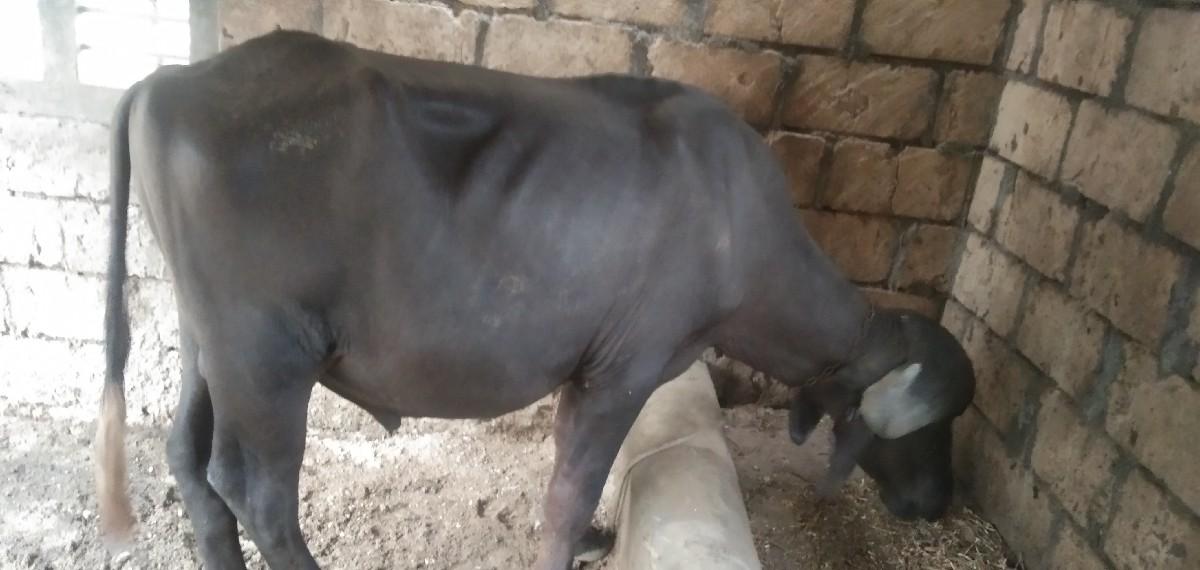 થંબનેલ 2