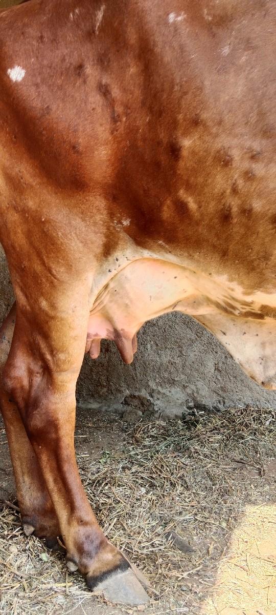 થંબનેલ 3