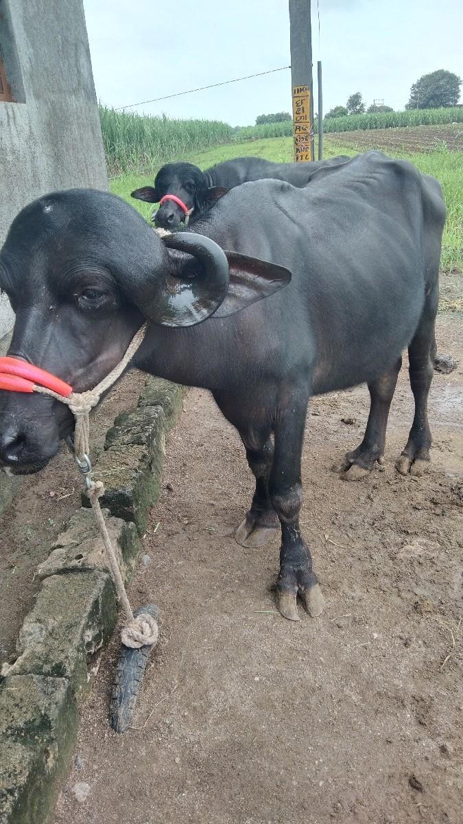 થંબનેલ 2