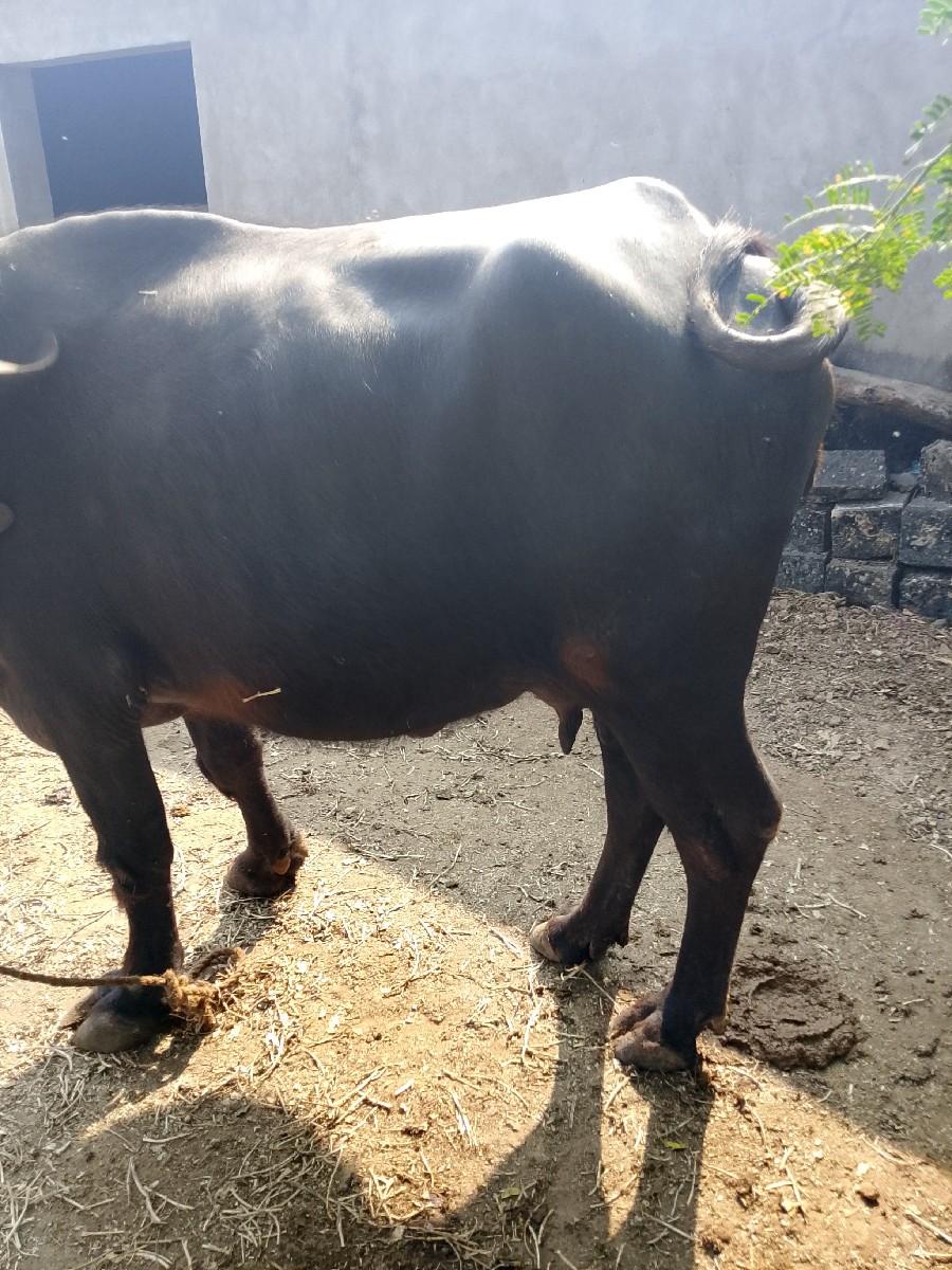 थंबनेल 2