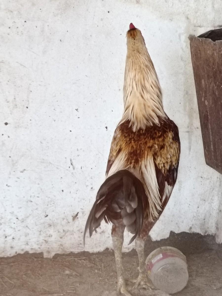 દેશી કૂકડો વેચવાનો છે