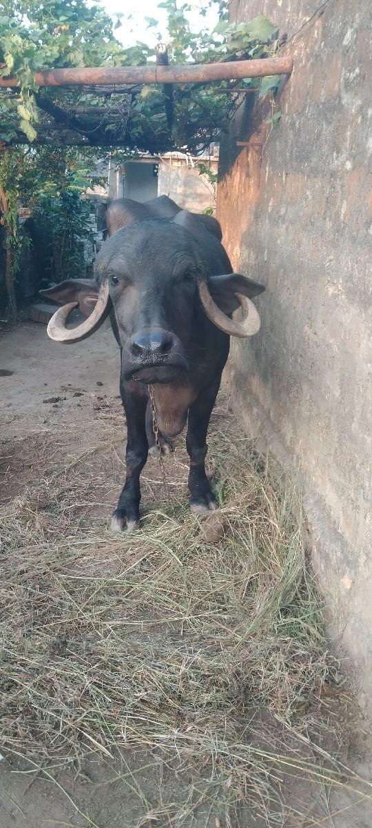 ખડેલી છે 5 વર્ષ