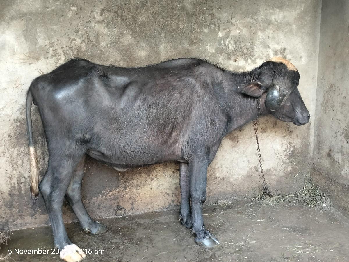 જાફરાબાદી ખડેલું વેચવાનું સે