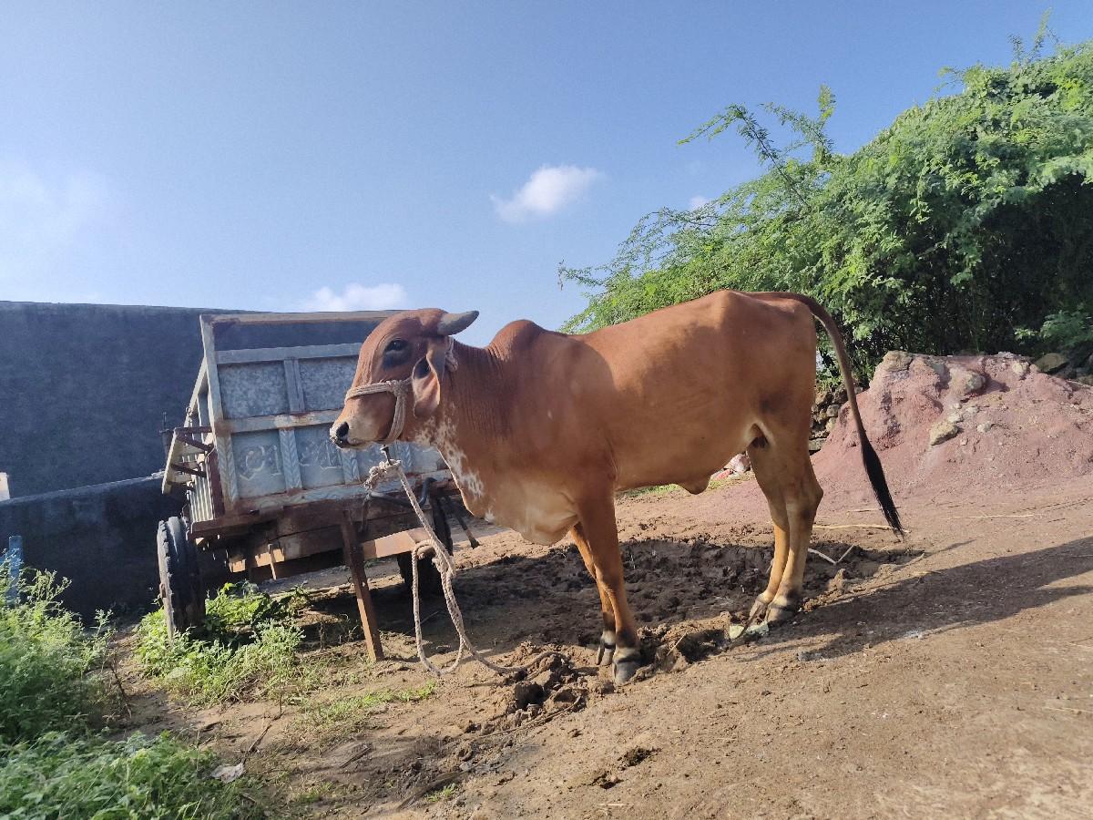 થંબનેલ 2