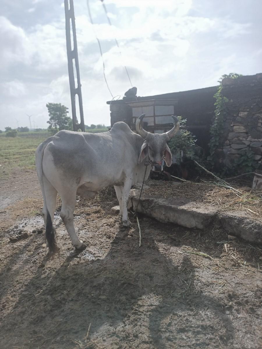 થંબનેલ 3