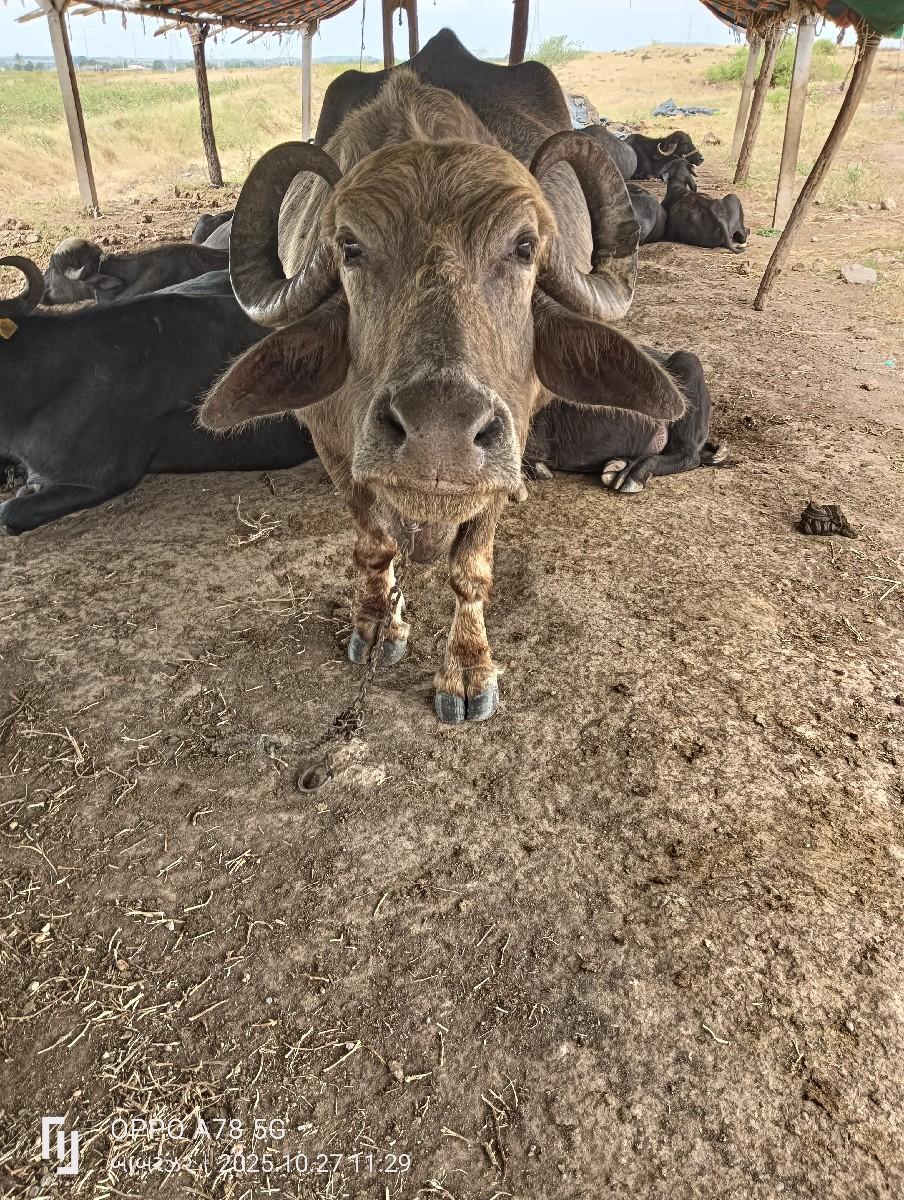 થંબનેલ 3