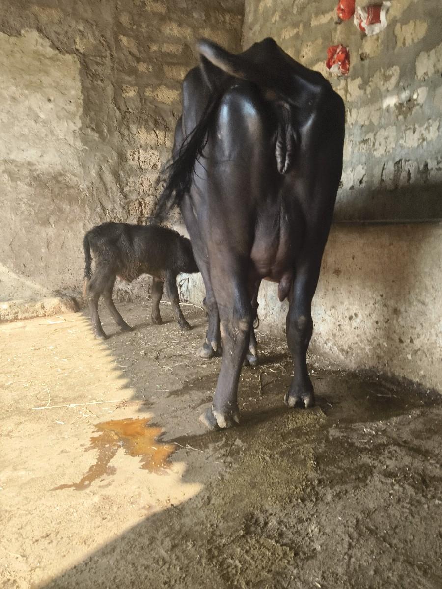 થંબનેલ 3