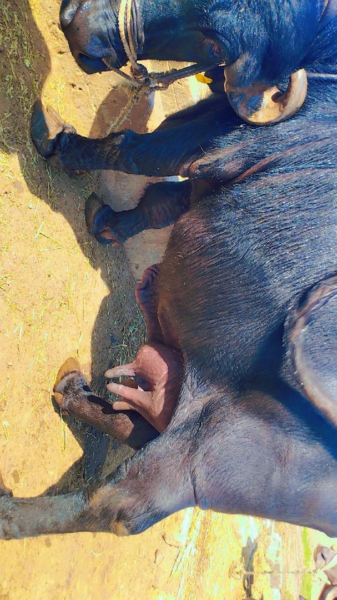 થંબનેલ 2