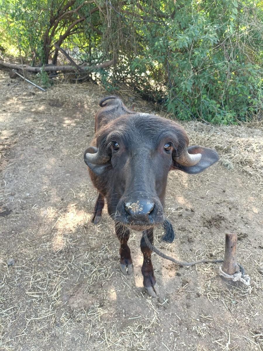 પાડી વેચવાની છે.