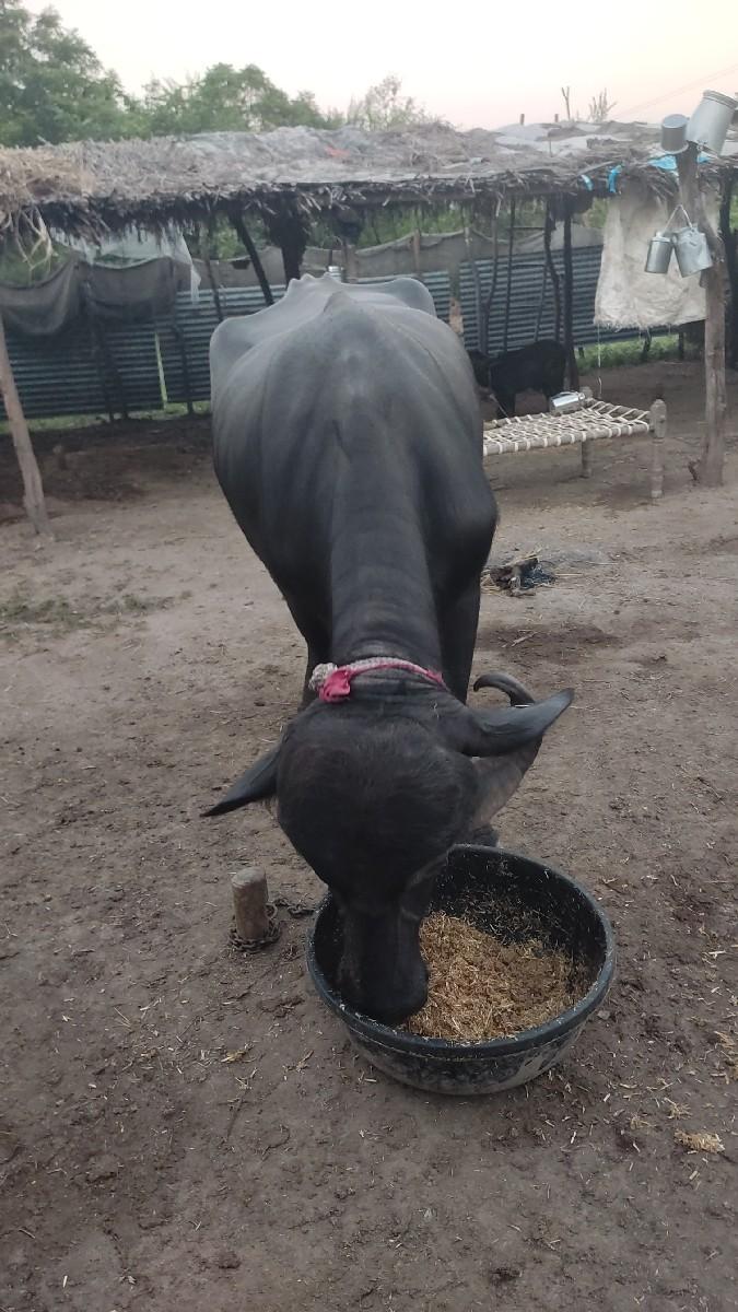 થંબનેલ 3