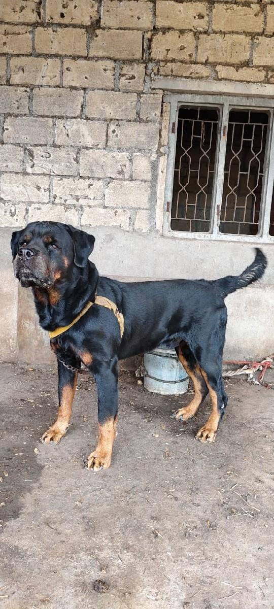 કુતરો વેચવા નો છે