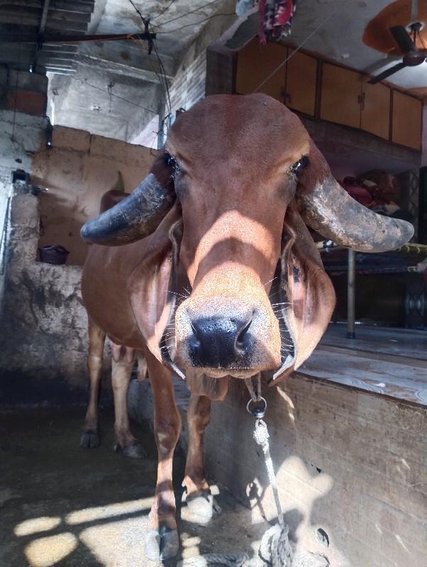 થંબનેલ 3