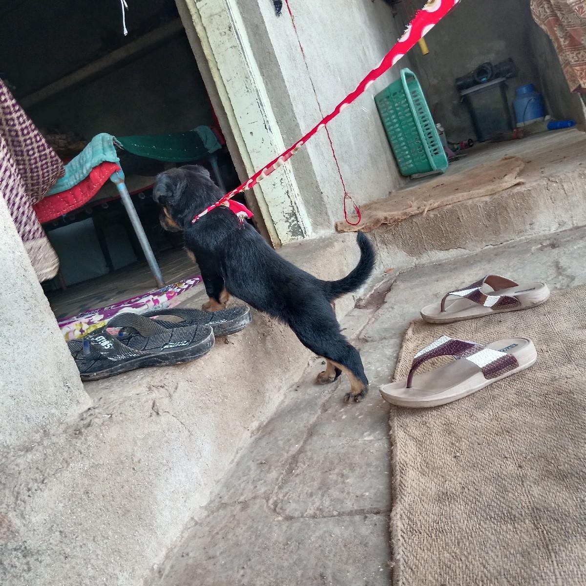 રોટવીલર ફિમેલ વેચવાની છે