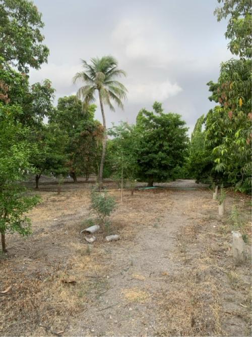 ફ્રૂટ બગીચો ઇજારા થી આપવાનો છે 
સાખ થી બગીચો આપવાનો છે