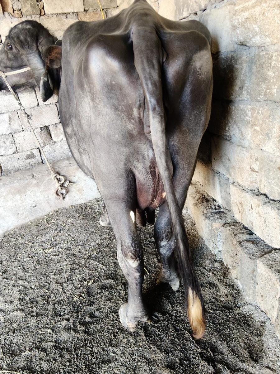 થંબનેલ 3