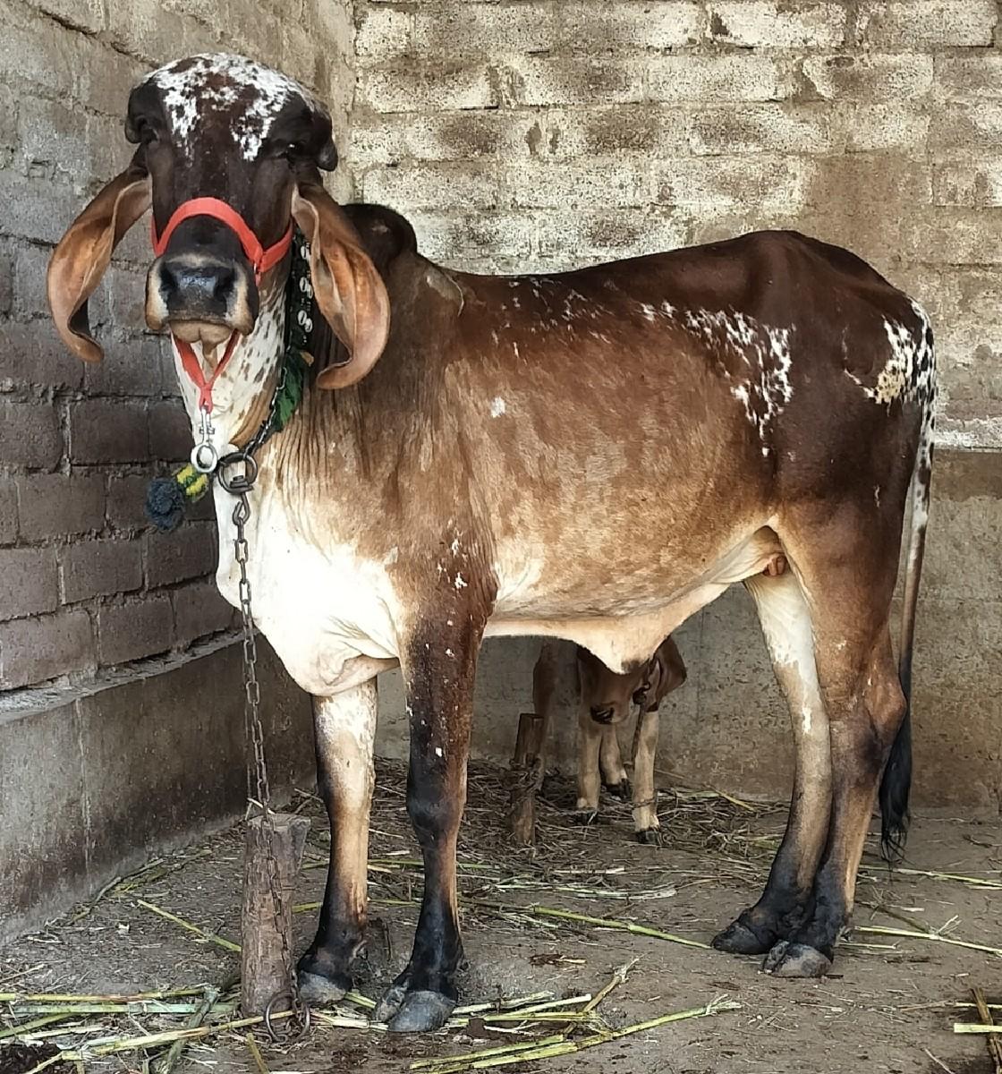 વેચવાની છે વાછડી