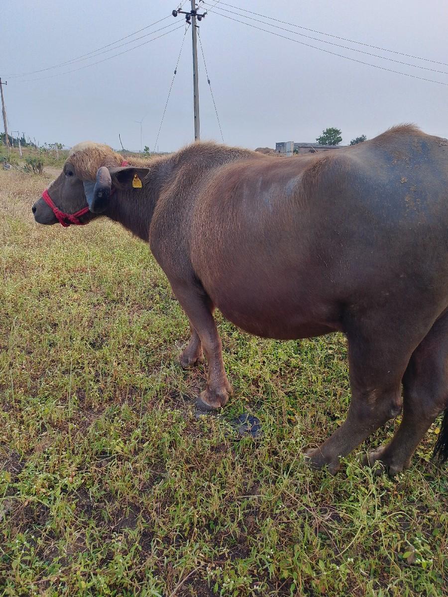 થંબનેલ 2