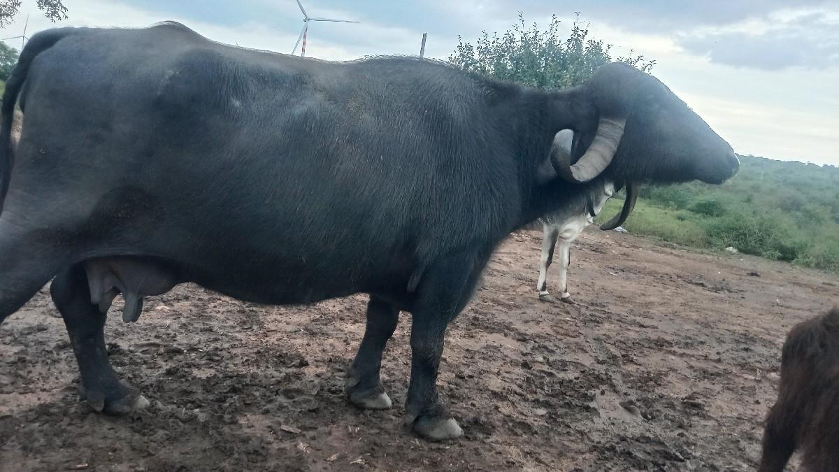 થંબનેલ 3