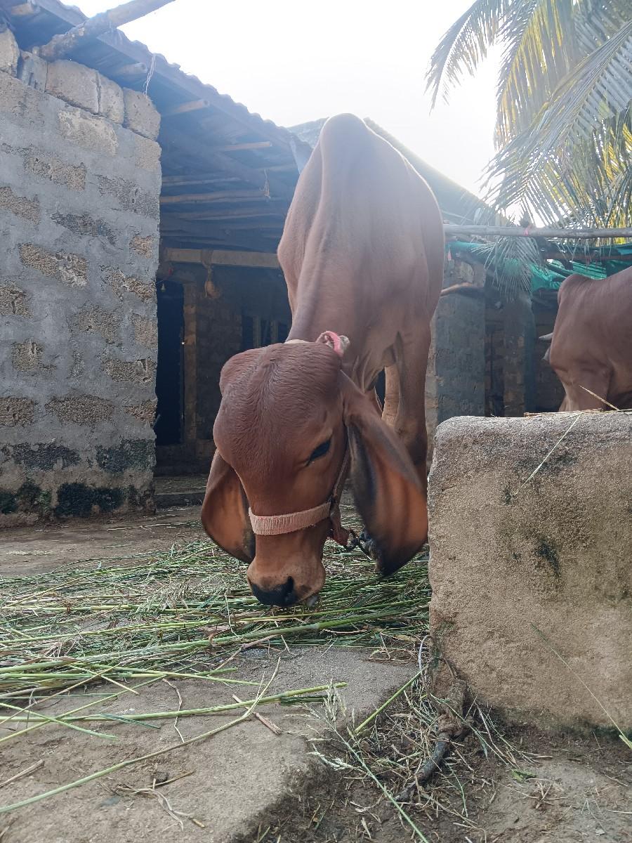 થંબનેલ 3