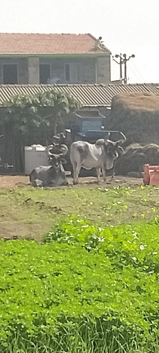 બળદ વેસવા ના સે