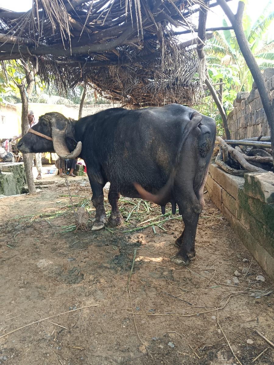 થંબનેલ 2