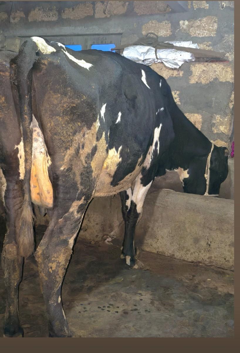 થંબનેલ 5