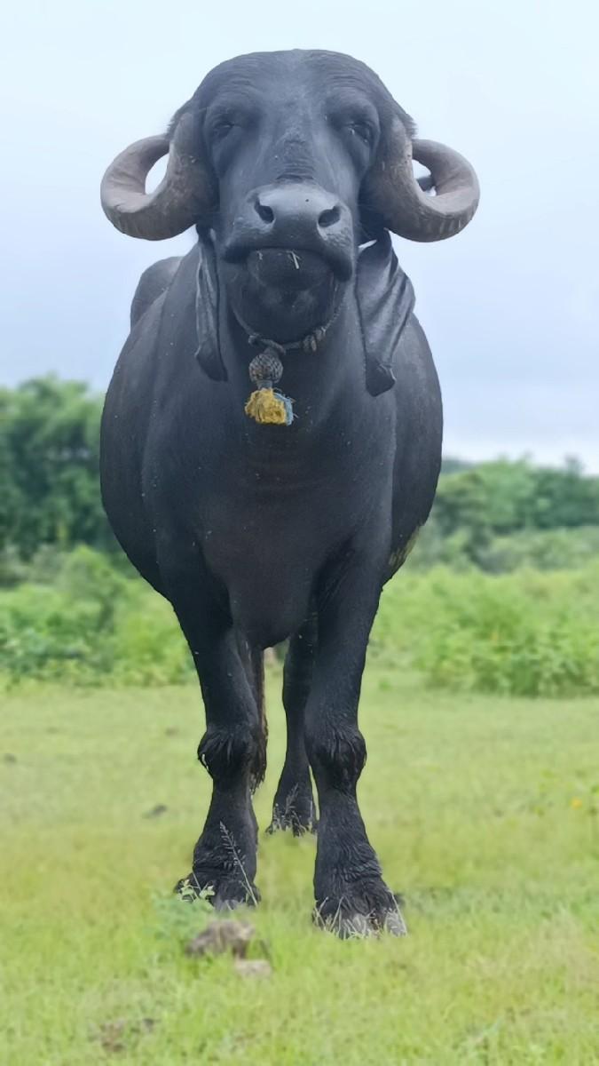 ખડેલી વેસવાની સે