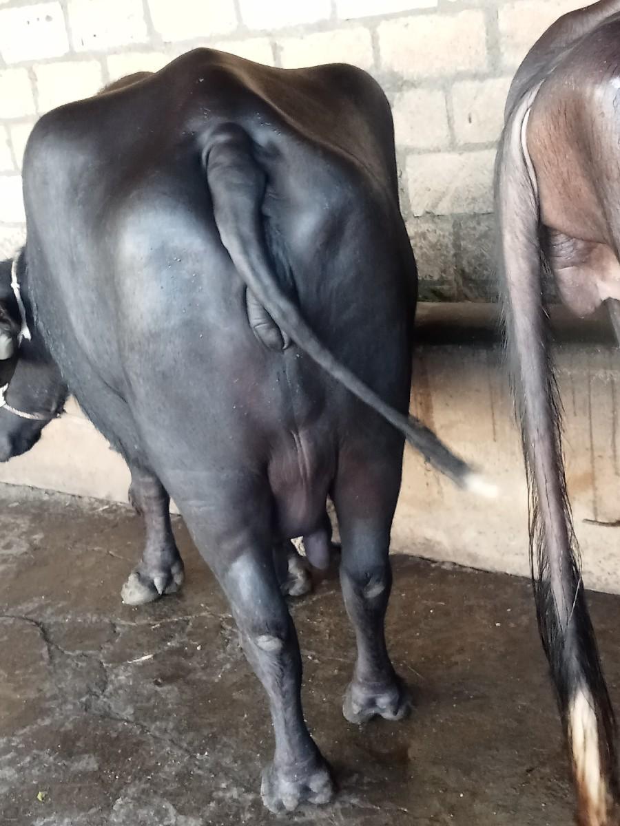 થંબનેલ 2