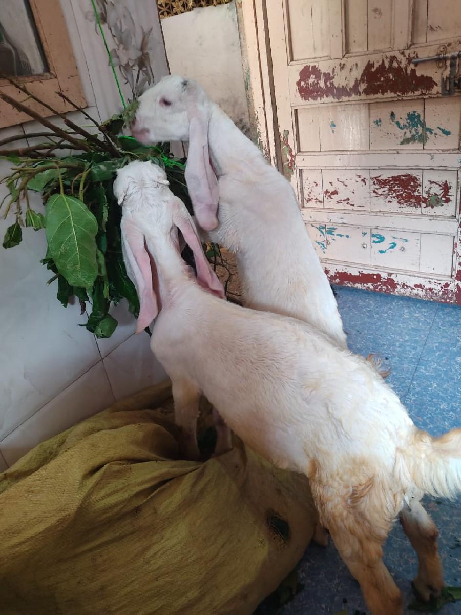 થંબનેલ 3