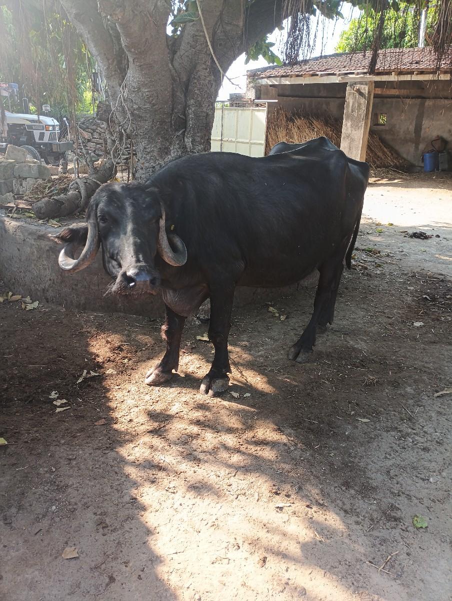 ભેસ વેછવાની છે