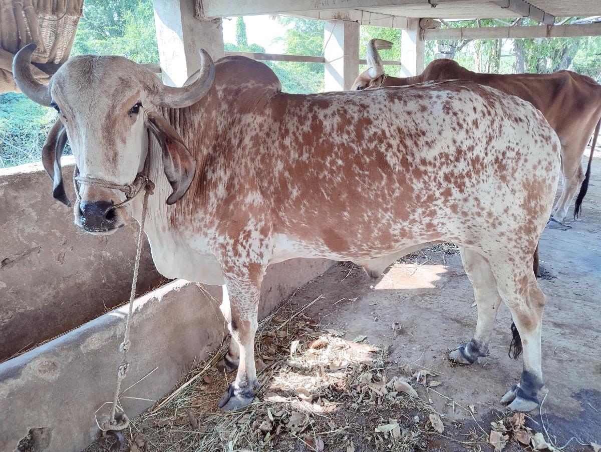 થંબનેલ 2