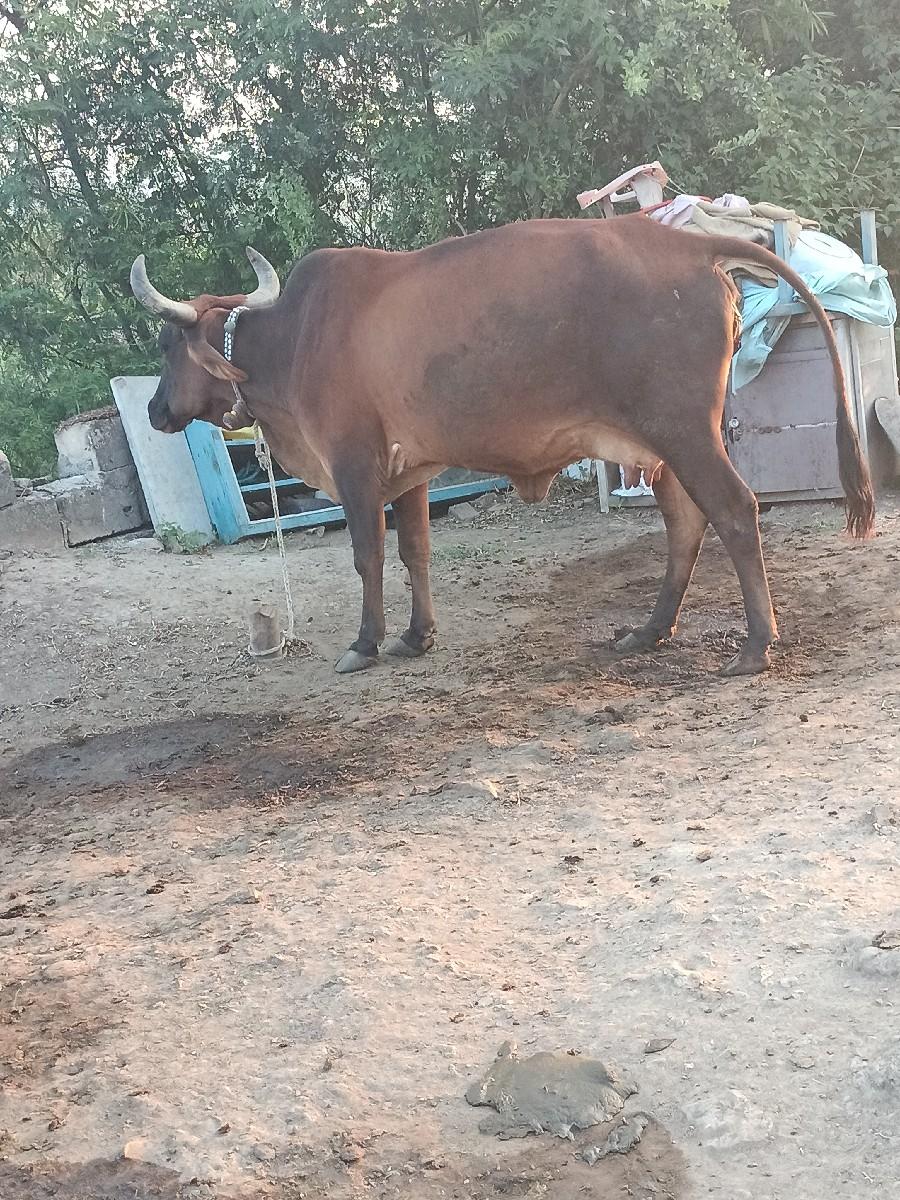 ગીર ક્રોસ ની ઝાંસી વેચવાની