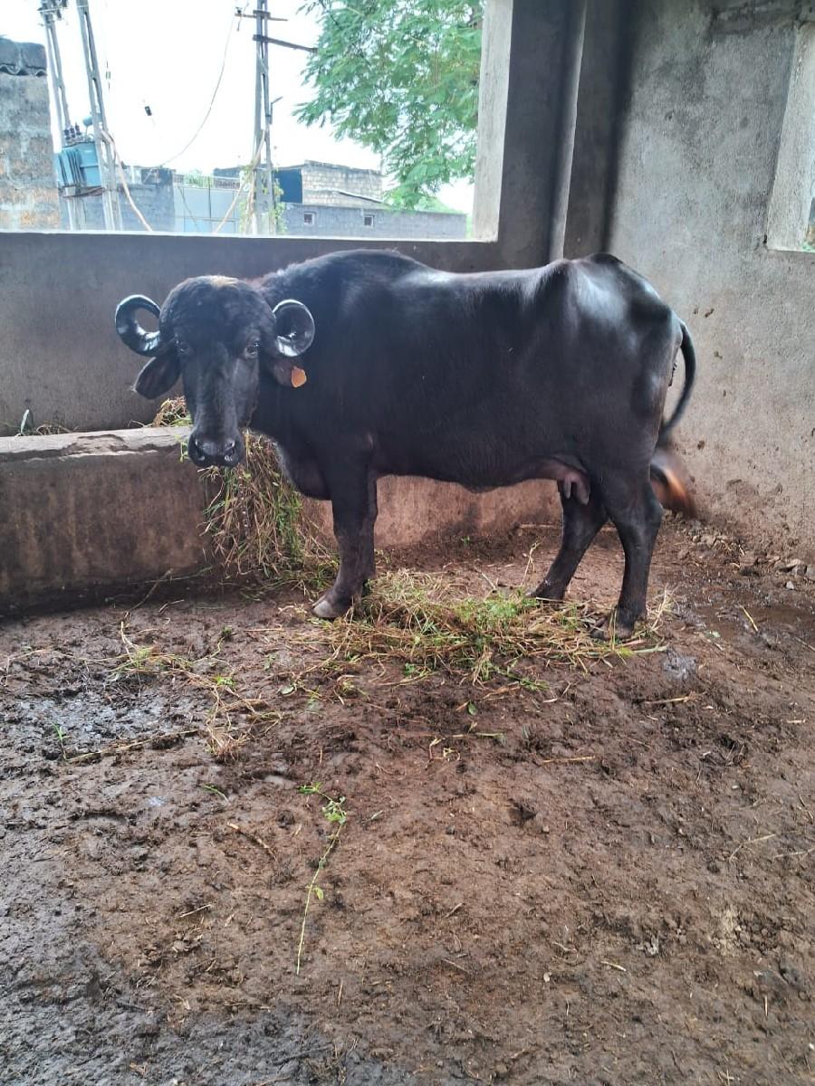 થંબનેલ 5