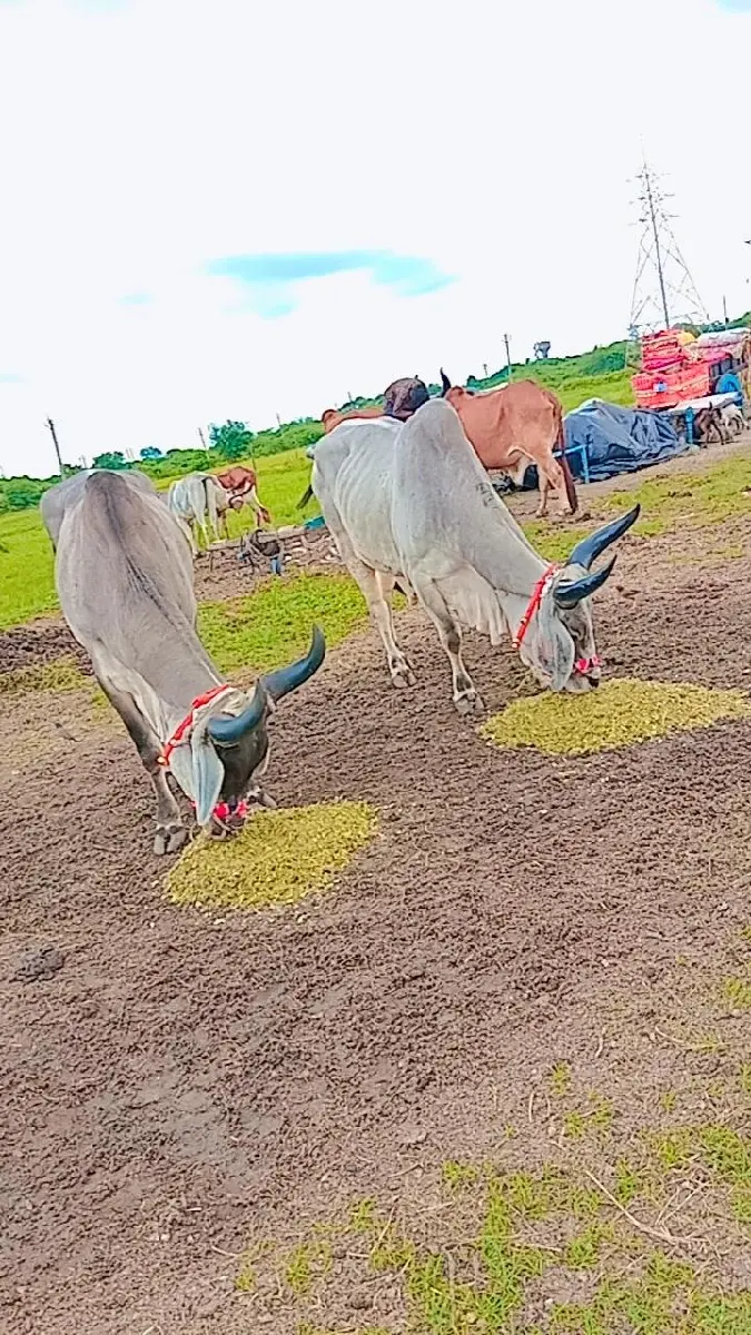 ત્રીજી તર