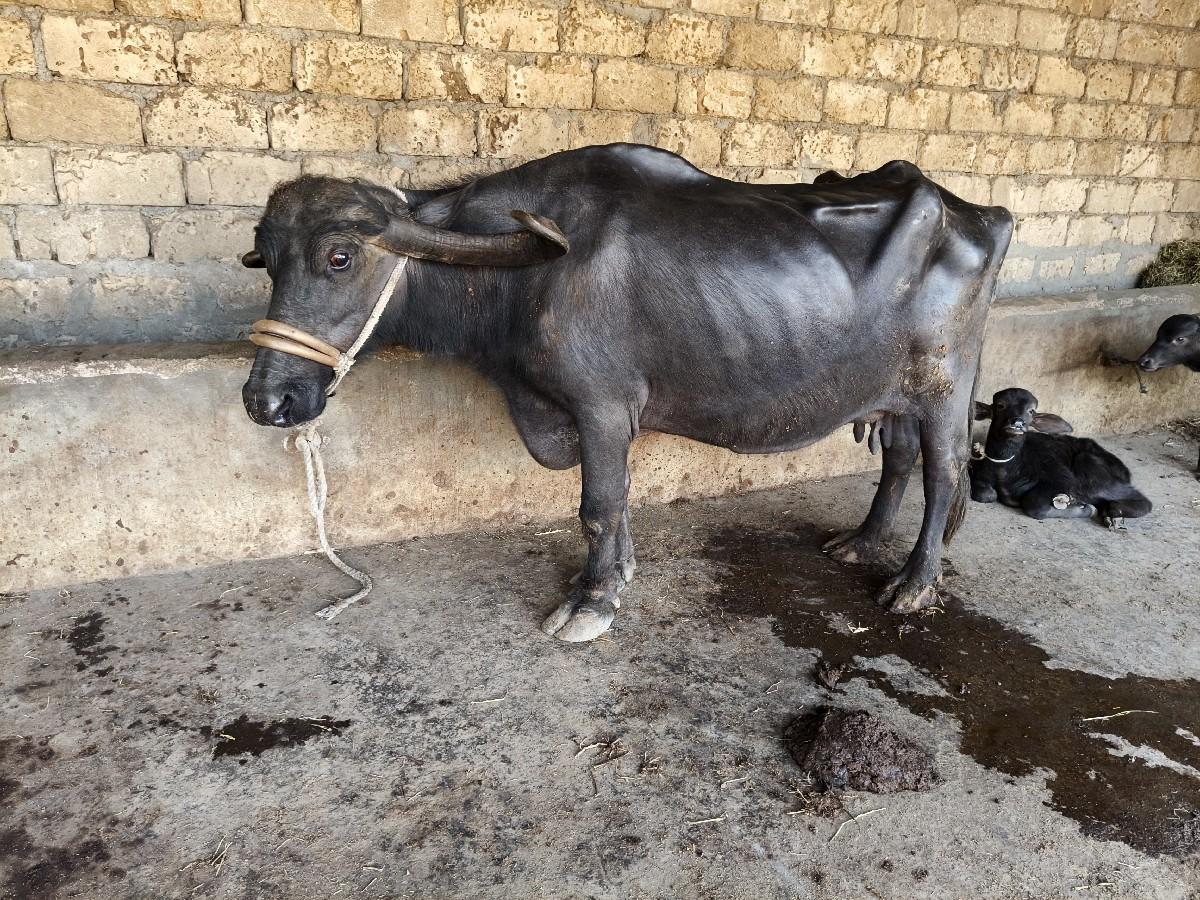 થંબનેલ 4