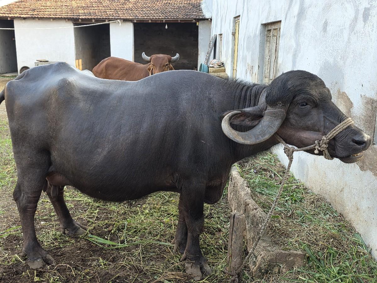 ભેંસ વેચવાની છે