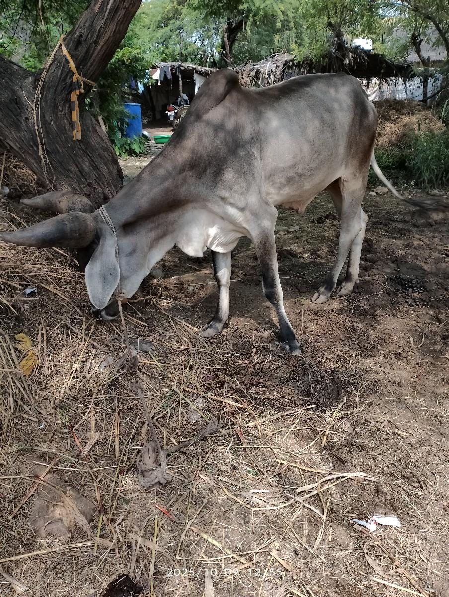 બળદ વેચવાના છે