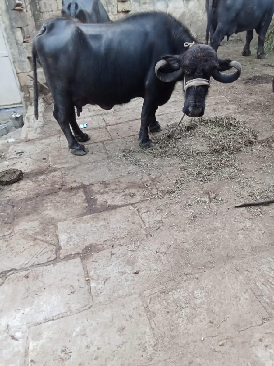 થંબનેલ 2