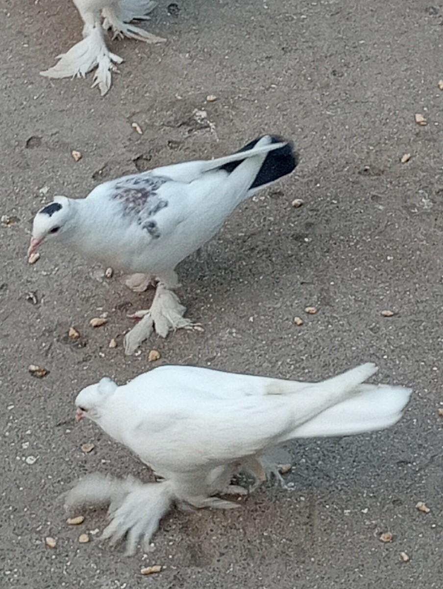 थंबनेल 2