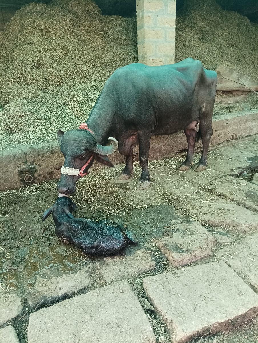 ભેંસ વેચવાની છે