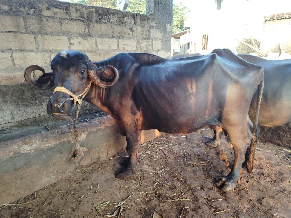 ભેંસ વેચવાની છે